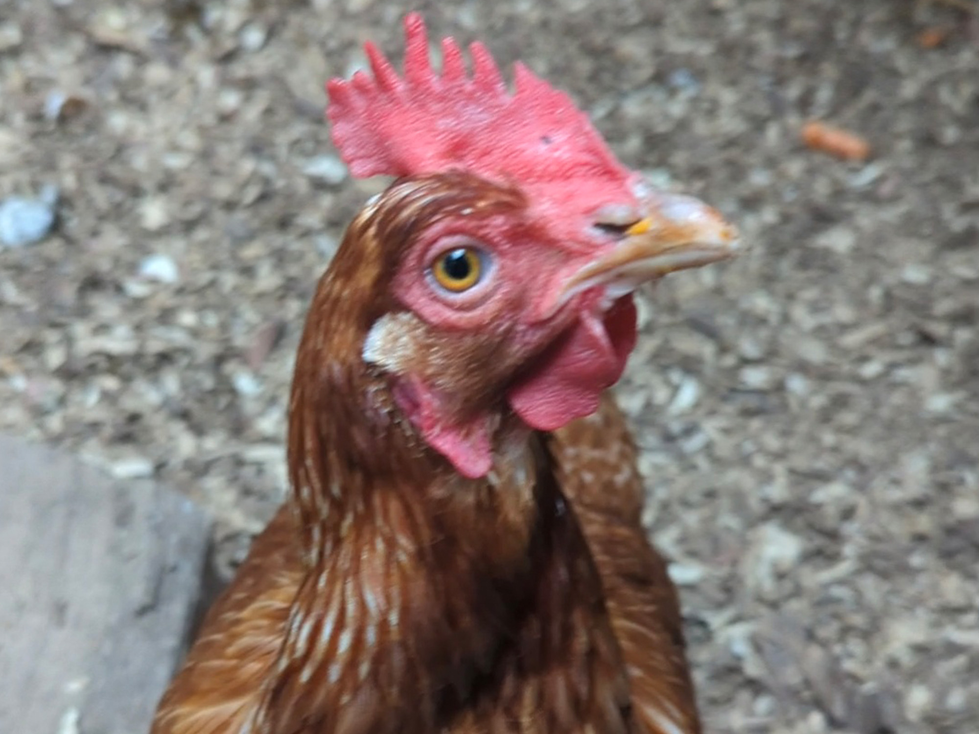 Chicken named Bertha