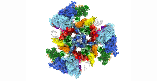 A cryogenic electron microscopy image taken by Debabrata Dutta, PhD, reveals the molecular structure of the main contractile component of human cardiac muscle known as the thick filament.