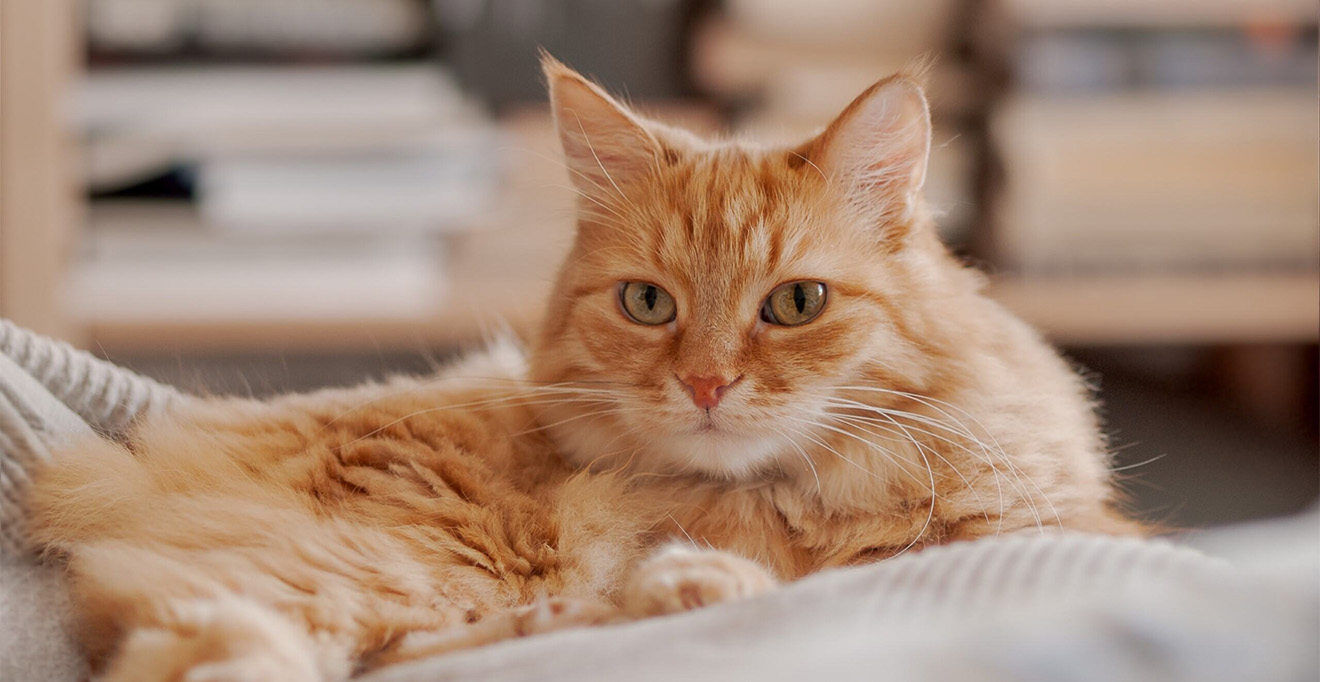 Photo of a cat