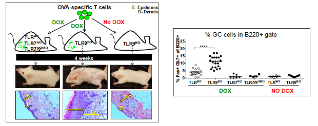 OVA-specific T cells figure