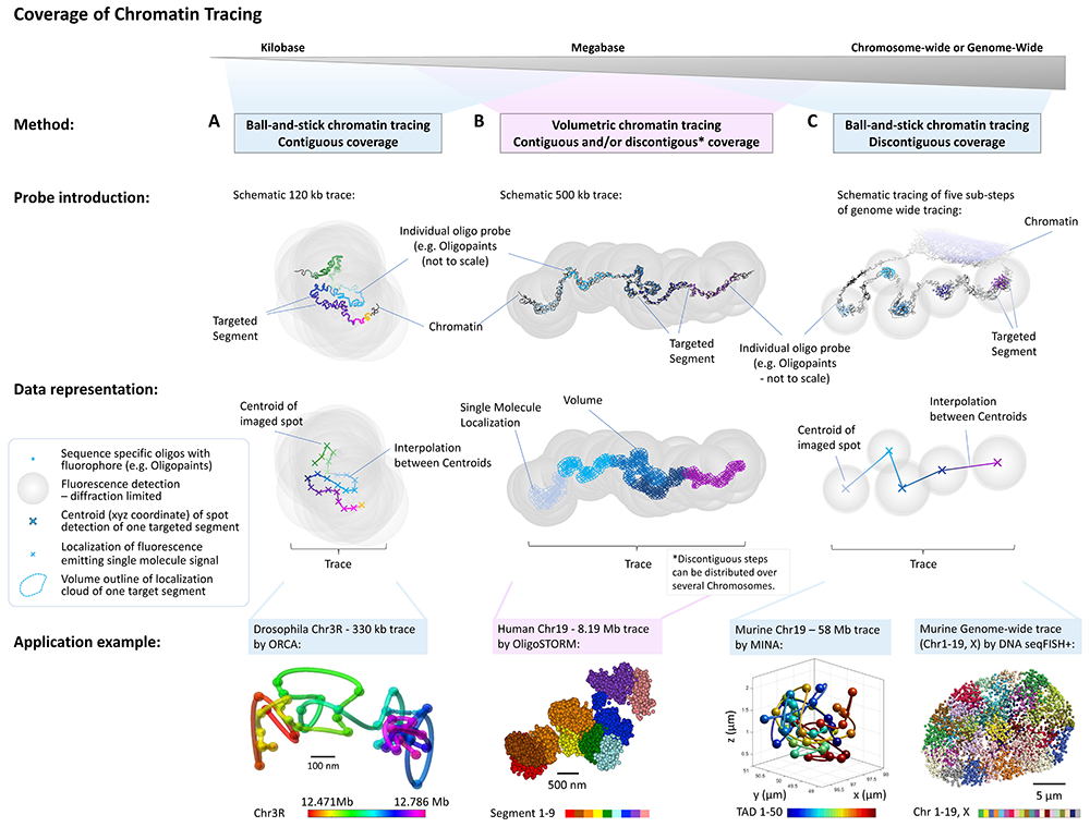 Depicted is a figure describing how FISH omics methods can be utilized to map chromatin structures across multiple genomic scales