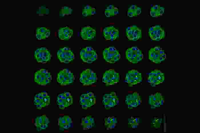a grid of images with small embryos showing green cells with big blue centers. At the bottom cells are showing a chromosomes 