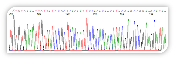 Sequencing Chromatagram image