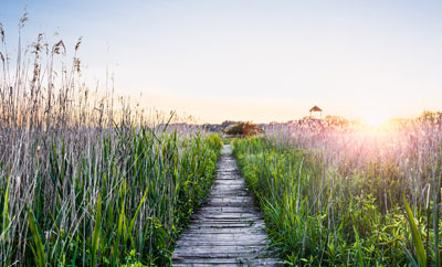 path through field at sunrise