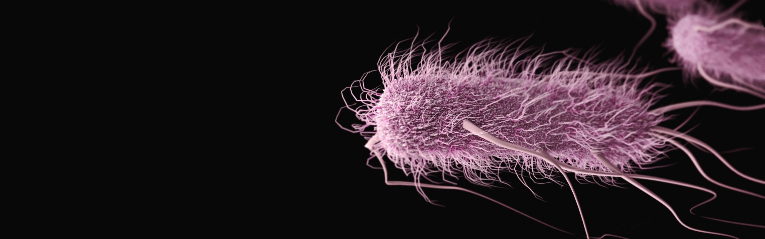 Escherichia coli bacteria. Image credit: CDC