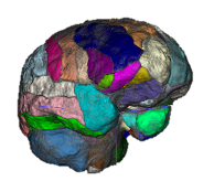 Hemond Lab research of quantitative volumetry