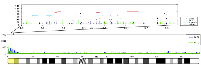 X-Chromosome Ideogram