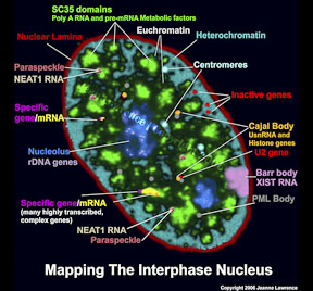 MappingInterphaseNucleusWatermark