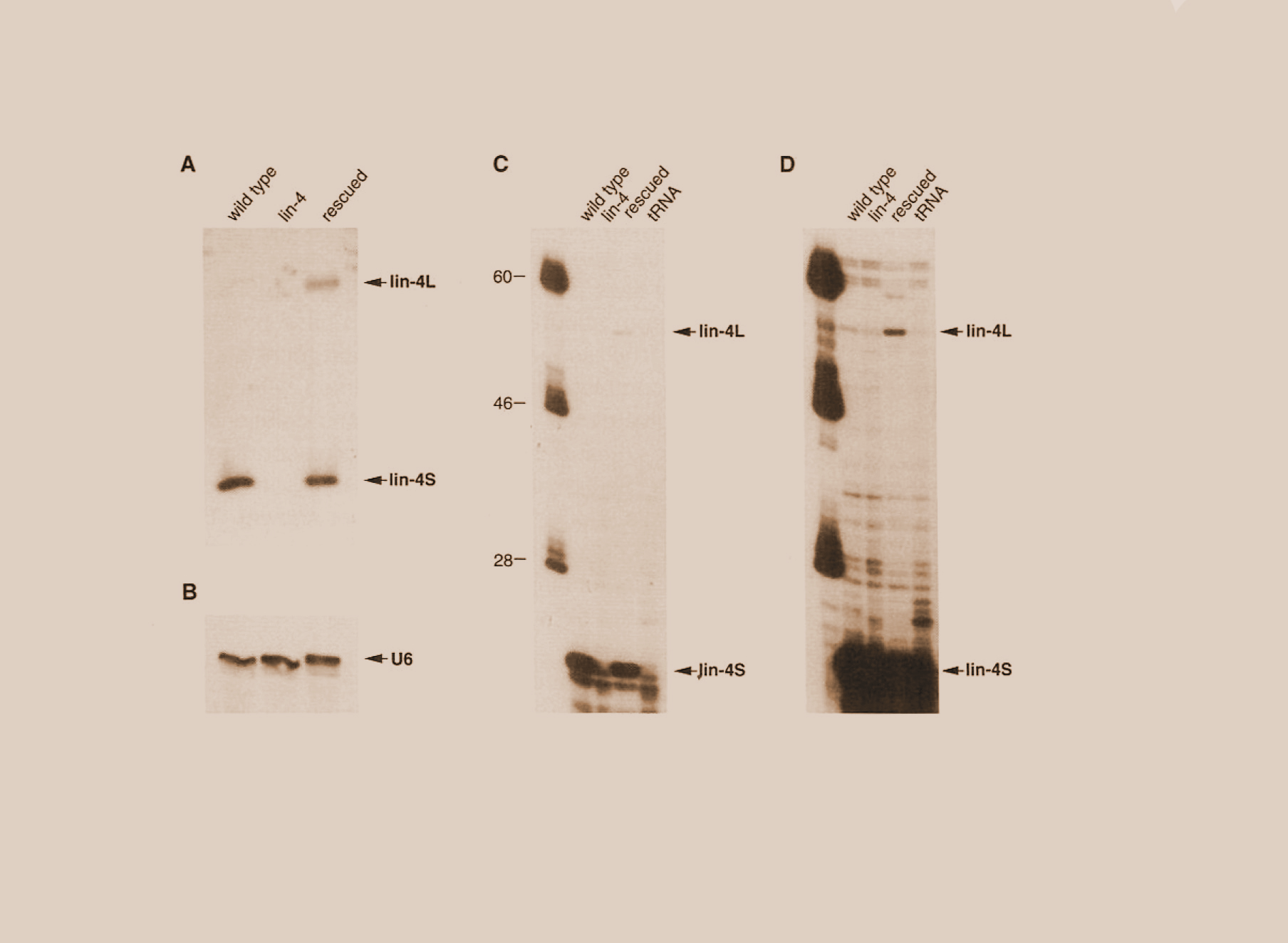 Image from  “The C. elegans Heterochronic Gene lin-4 Encodes Small  RNAs” 1993 Cell paper.