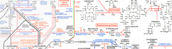  Metabolism and disease_tile.jpg