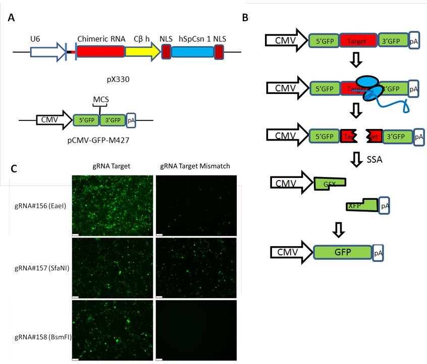 Crispr/Cas9