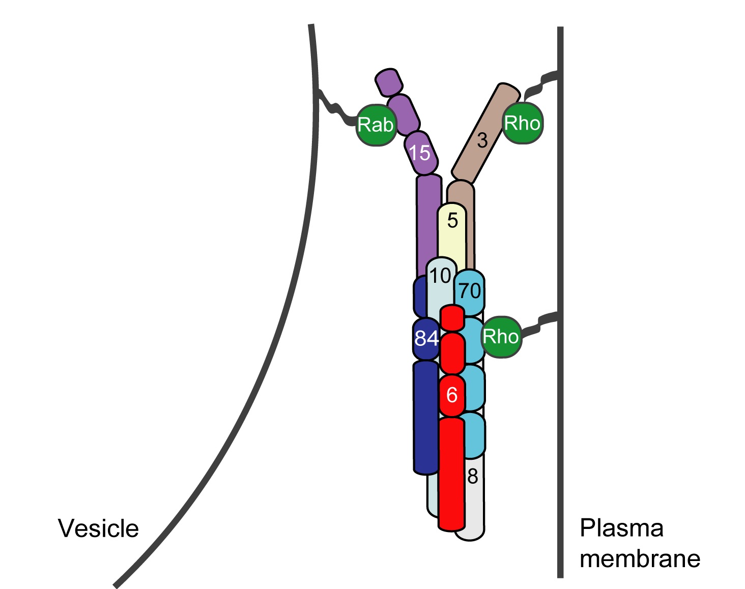 Exocyst complex