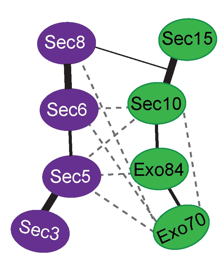 Exocyst modules