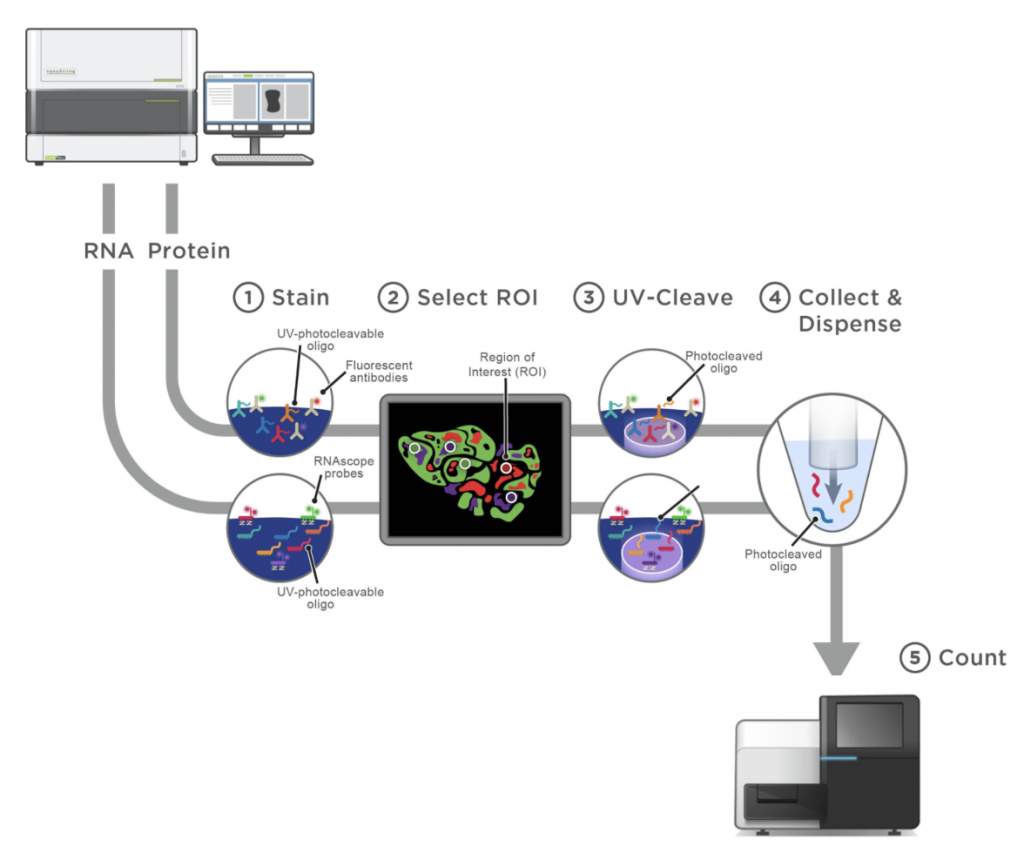 GeoMx workflow