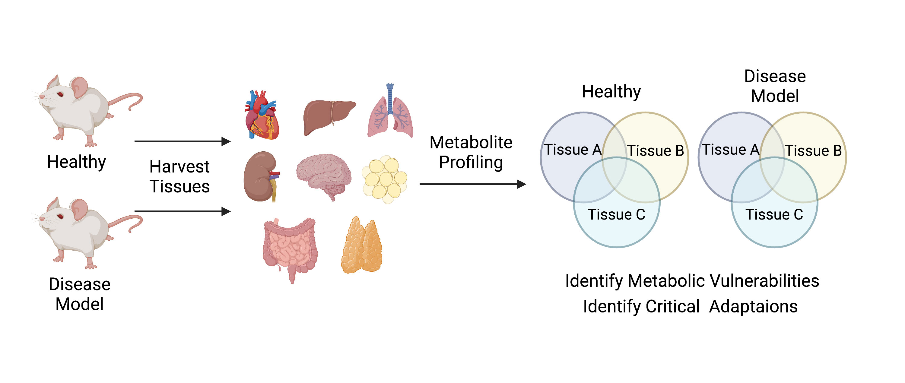 healthy-and-disease-model.jpg