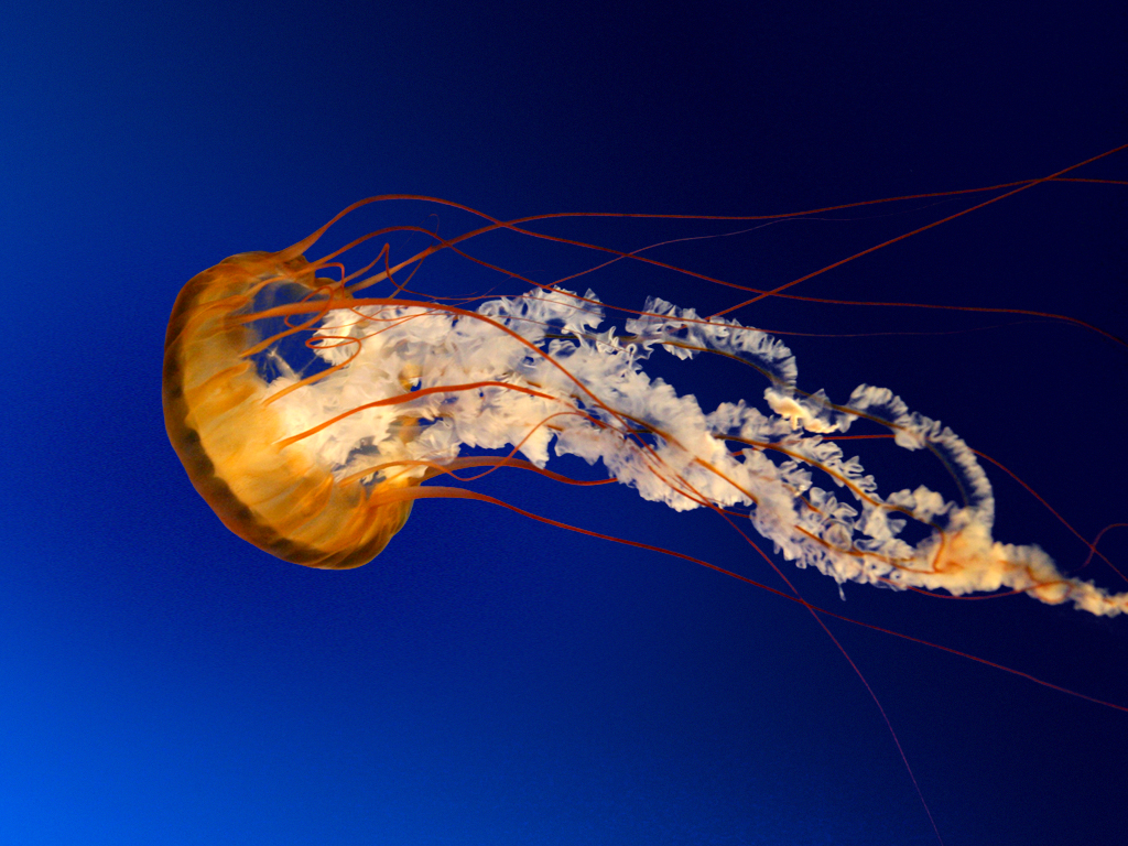 Jelly - man -alt