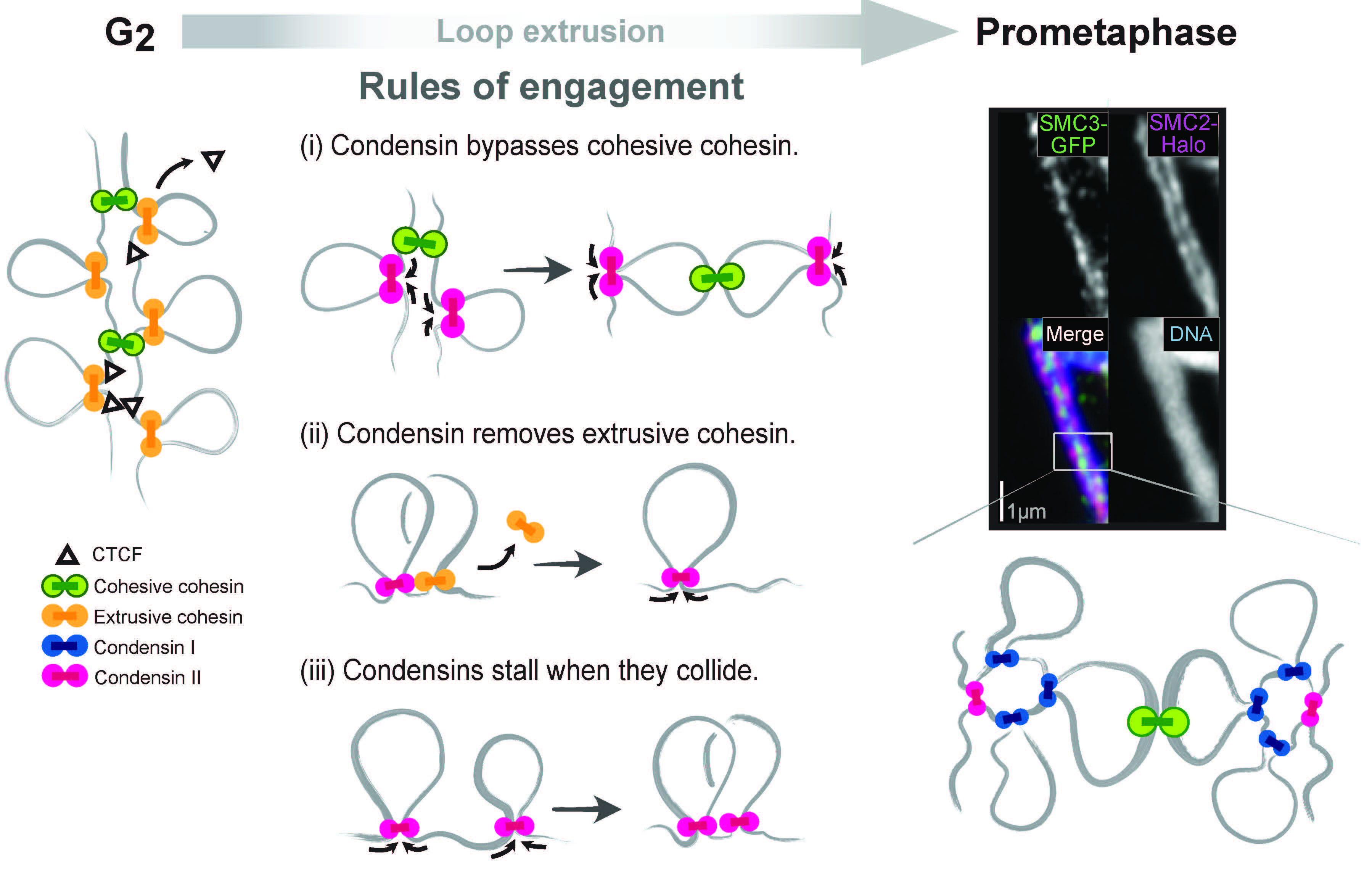 Job Dekker, PhD, and colleagues identify three rules (i, ii and iii) that govern how four molecule machines—cohesive cohensin (green circle), extrusive cohensin (yellow circle), condensin I, (blue circle) and condensin II (red circle)—respond when they run into each other on the genome during DNA folding. Graphic: Johan Gibcus, PhD