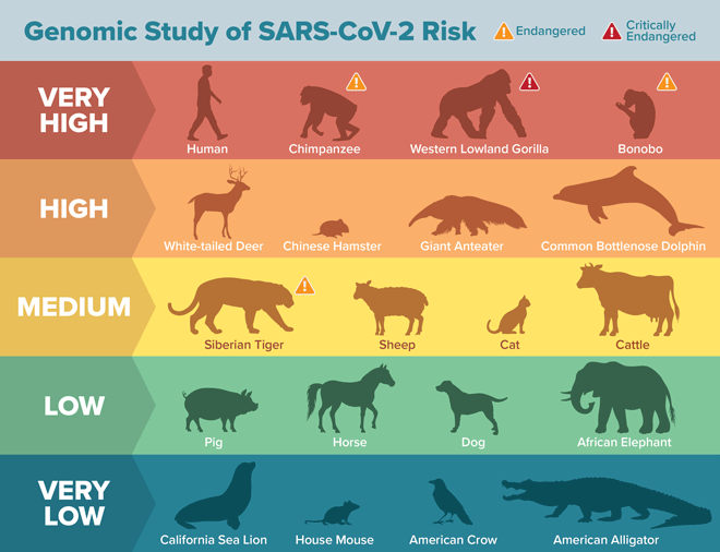 Host-Range-SARS-CoV-2-660.gif