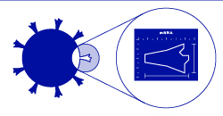 Building instructions (mRNA) for the spike protein are identified.